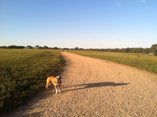 Dog Park at Quann Park photo 1